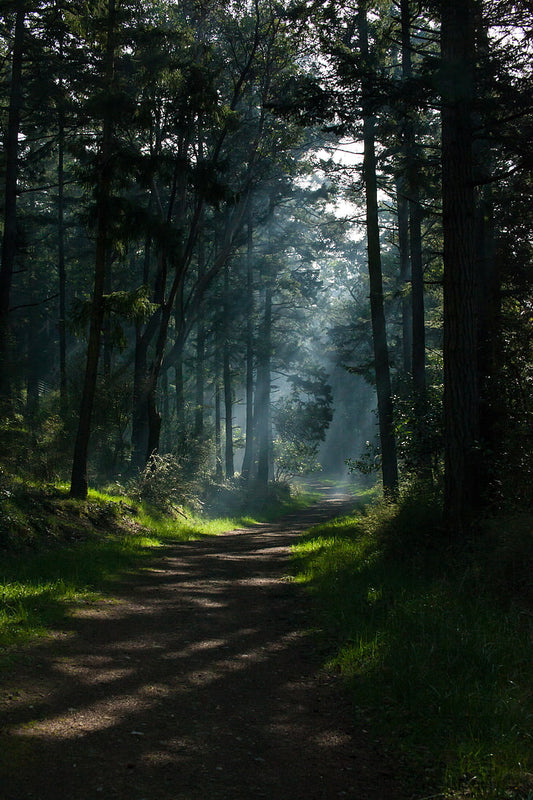 beautiful nature with trees