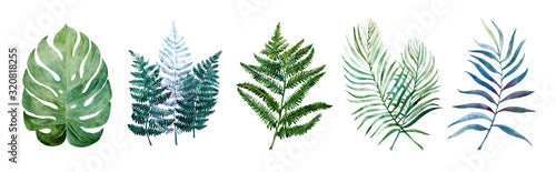 Beautiful watercolor tropical leaves painted on white paper