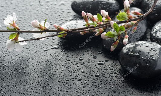 Wet Zen Spa Stones And Sakura Blossom