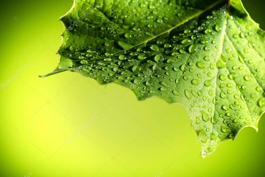 Leaf