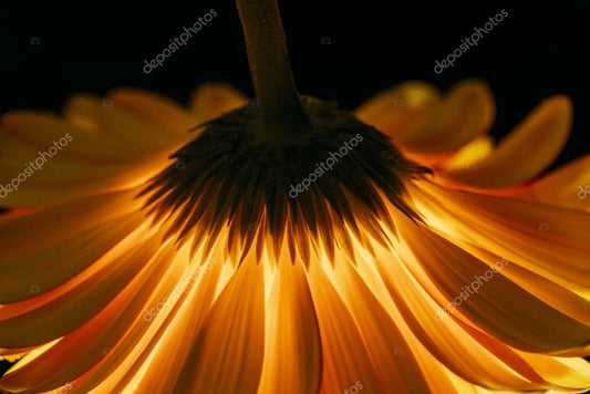 beautiful gerbera flower isolated on black