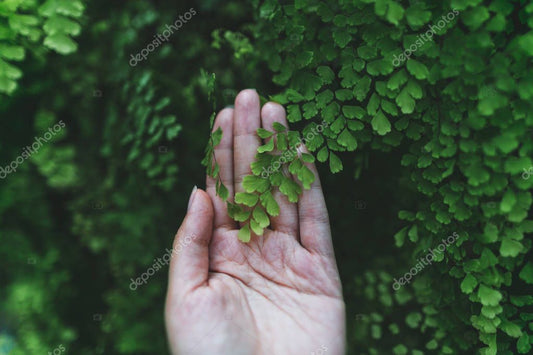green leaves