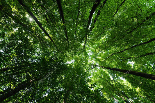 bottom view of trees with green and fresh leaves in summertime