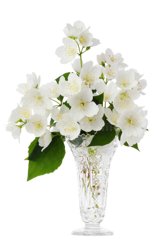 jasmine Bouquet